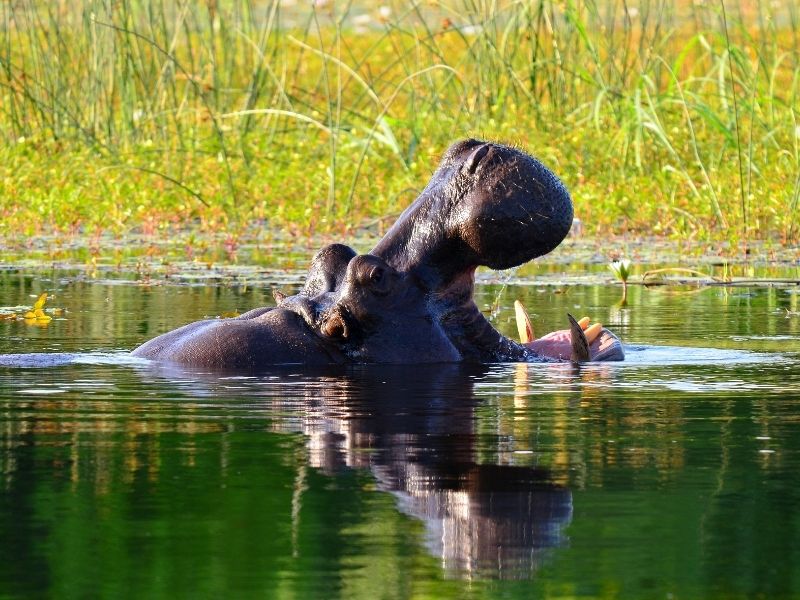 Delta Okawango