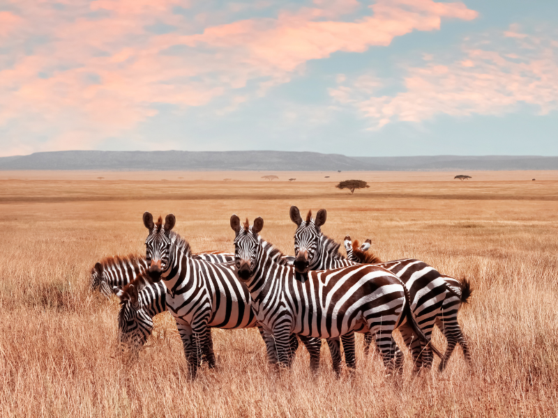 Park Narodowy Serengeti