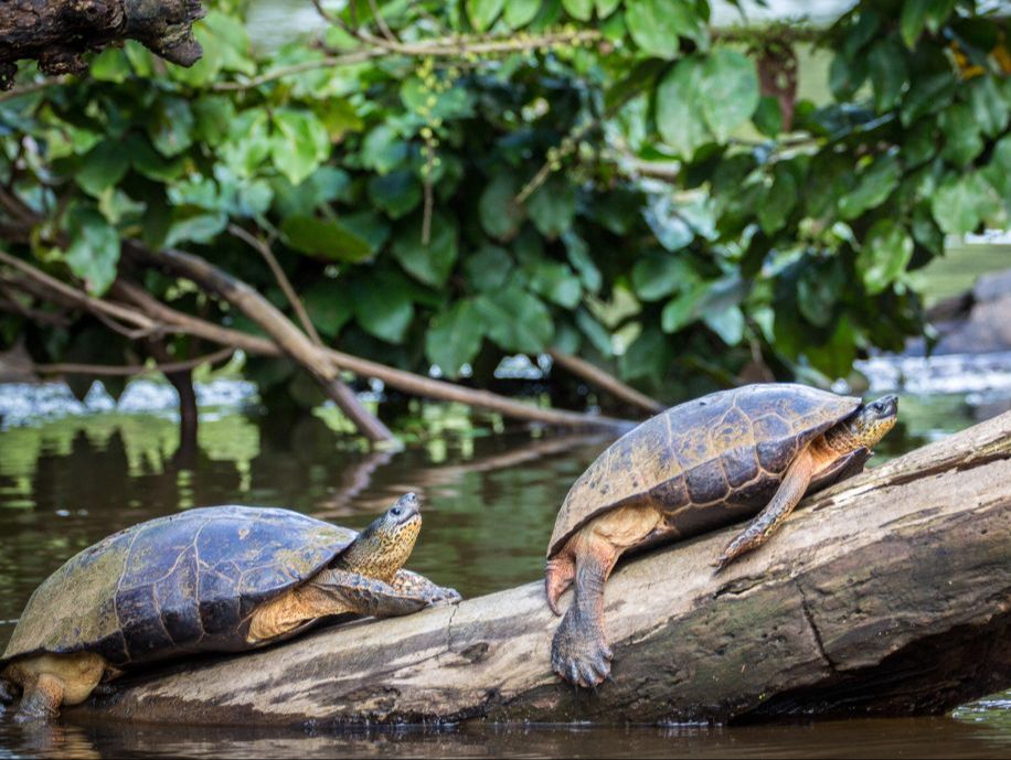 Park Narodowy Tortugero