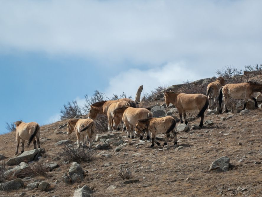 Park Narodowy Hustai