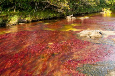 Caño Cristales - Tęczowa rzeka w Kolumbii