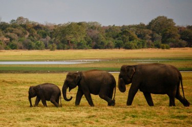 Mój Przyjaciel Słoń - Jak naprawdę zaprzyjaźniliśmy się ze słoniami