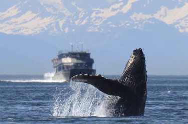 Wieloryby: gdzie i kiedy na wielorybie safari?