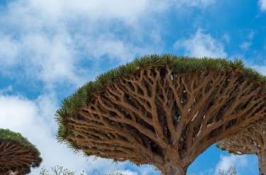 Sokotra: bezpieczna wyspa, niepewna logistyka. Skąd to zamieszanie?
