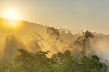 Borneo - raflezje, nosacze i najmniejsze niedźwiedzie na świecie