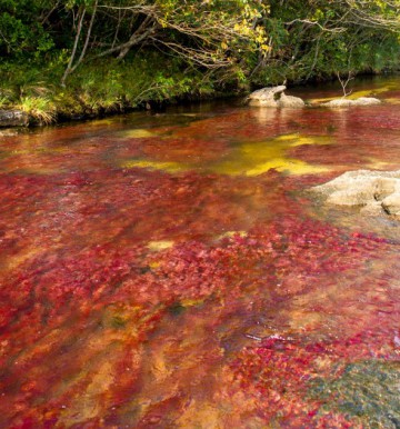 Caño Cristales - Tęczowa rzeka w Kolumbii