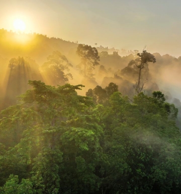 Borneo - raflezje, nosacze i najmniejsze niedźwiedzie na świecie