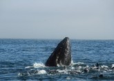 Wielorybie safari w Monterey