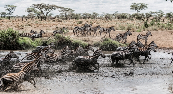 KENIA, TANZANIA: SZLAKIEM WIELKIEJ MIGRACJI – OD SERENGETI PO MARA