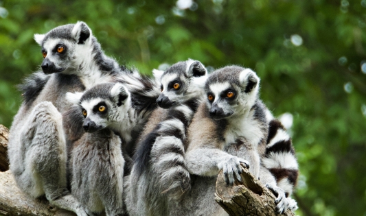 MADAGASKAR - LEMURY, TSINGY I RAJSKIE WYBRZEŻA