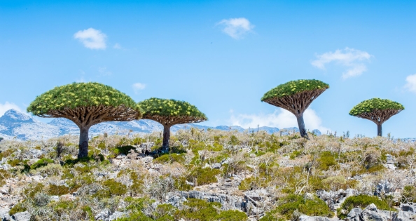 SOKOTRA - WYSPA SMOKÓW