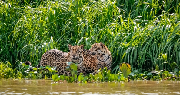 CAŁA ZIELEŃ BRAZYLII